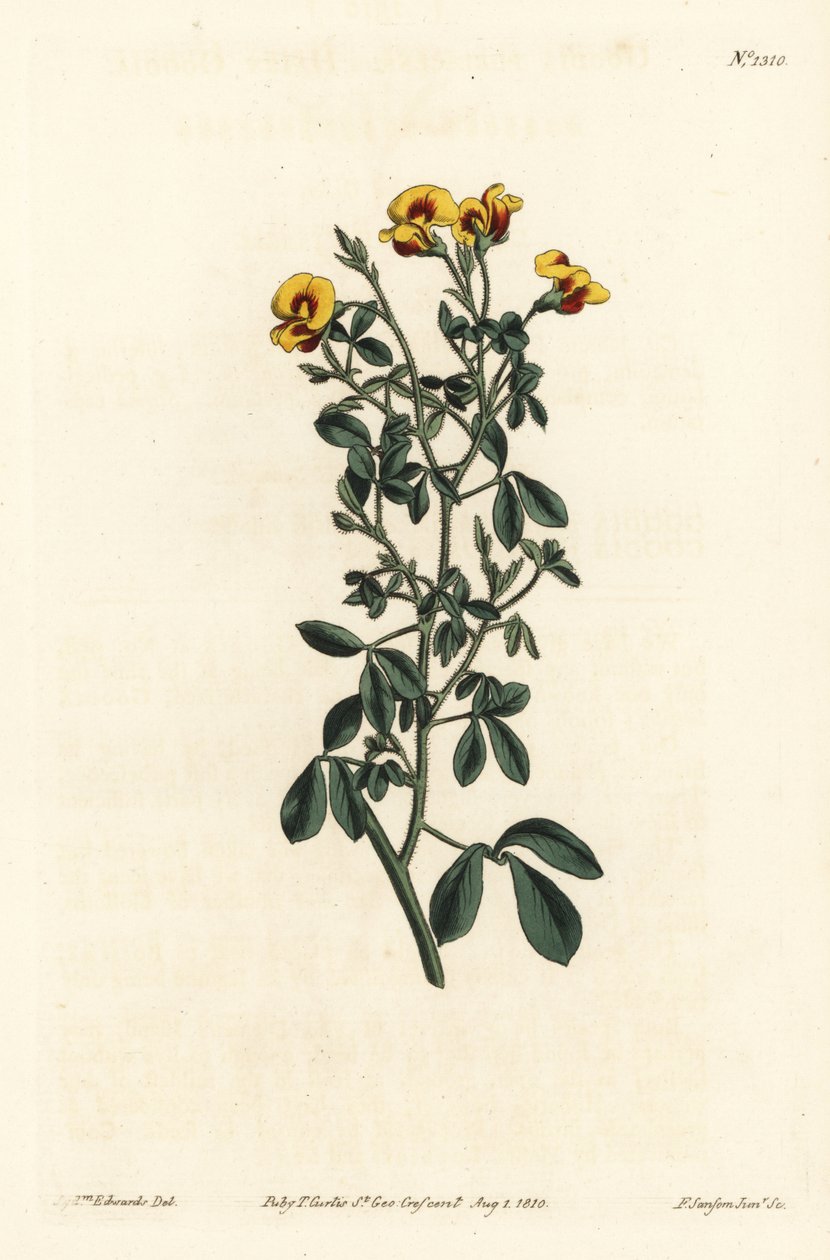 Goodia pelosa, Goodia lotifolia var. pubescens da Sydenham Teast Edwards