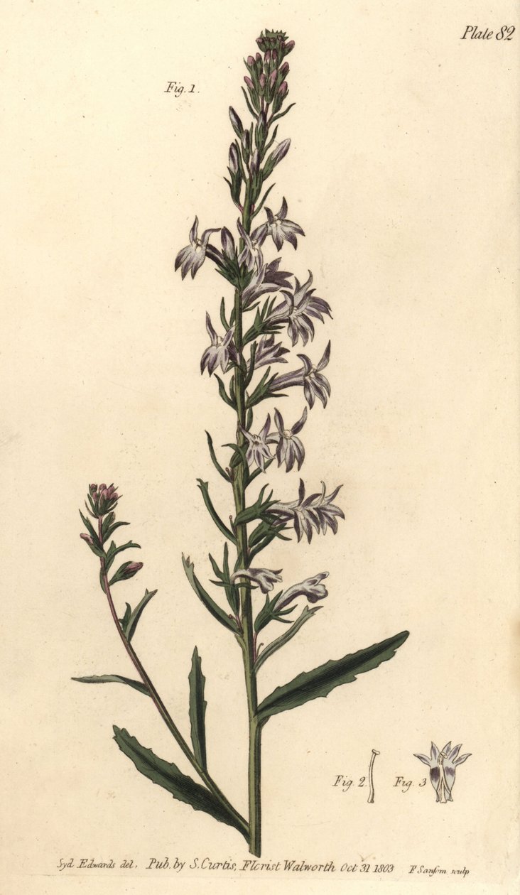 Lobelia di brughiera, Lobelia urens, Polygamia monogamia da Sydenham Teast Edwards