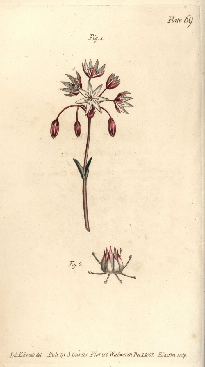 Fiore ermafrodita con sette pistilli, Heptagynia, Septas capensis (incisione a mano colorata di F. Sansom da un