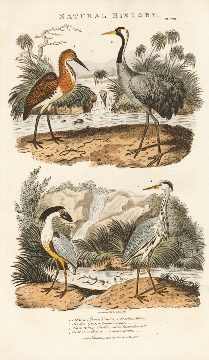 Aironi e gru nei loro habitat umidi da Sydenham Teast Edwards