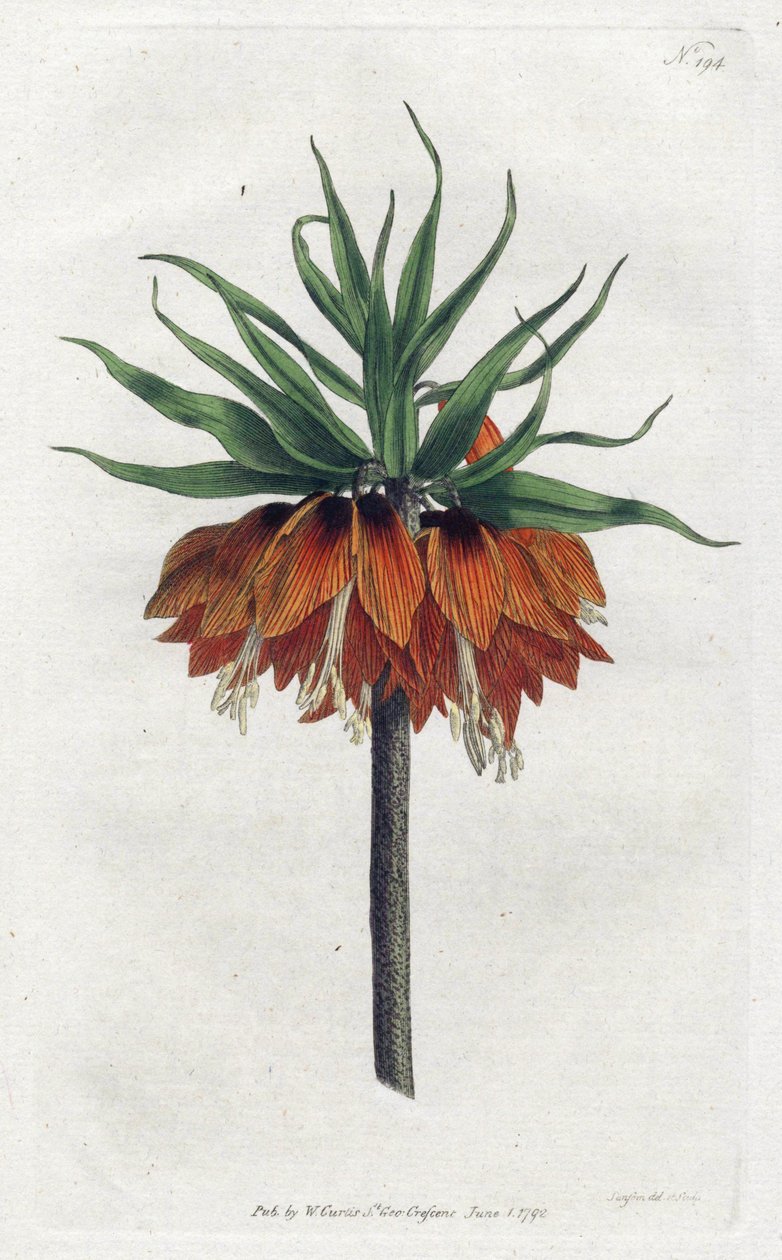 Fritillaria imperiale o Corona Imperiale da Sydenham Teast Edwards
