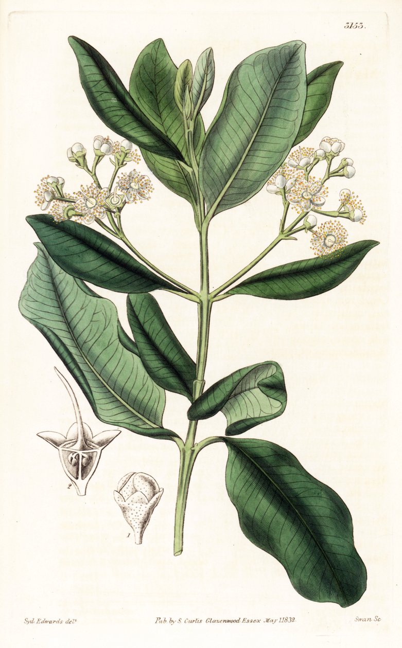 Legno indiano, Pimenta racemosa da Sydenham Teast Edwards
