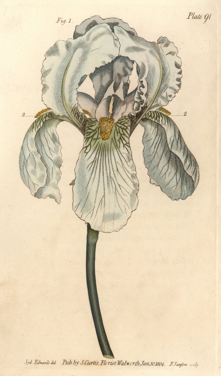 Iris florentina, Iris germanica nothovar (incisione a mano colorata di F. Sansom da un