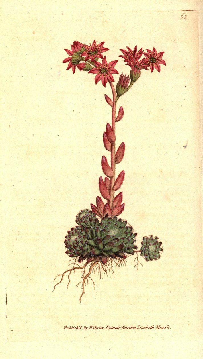 Sempervivum arachnoideum. Incisione a mano colorata a rame da un