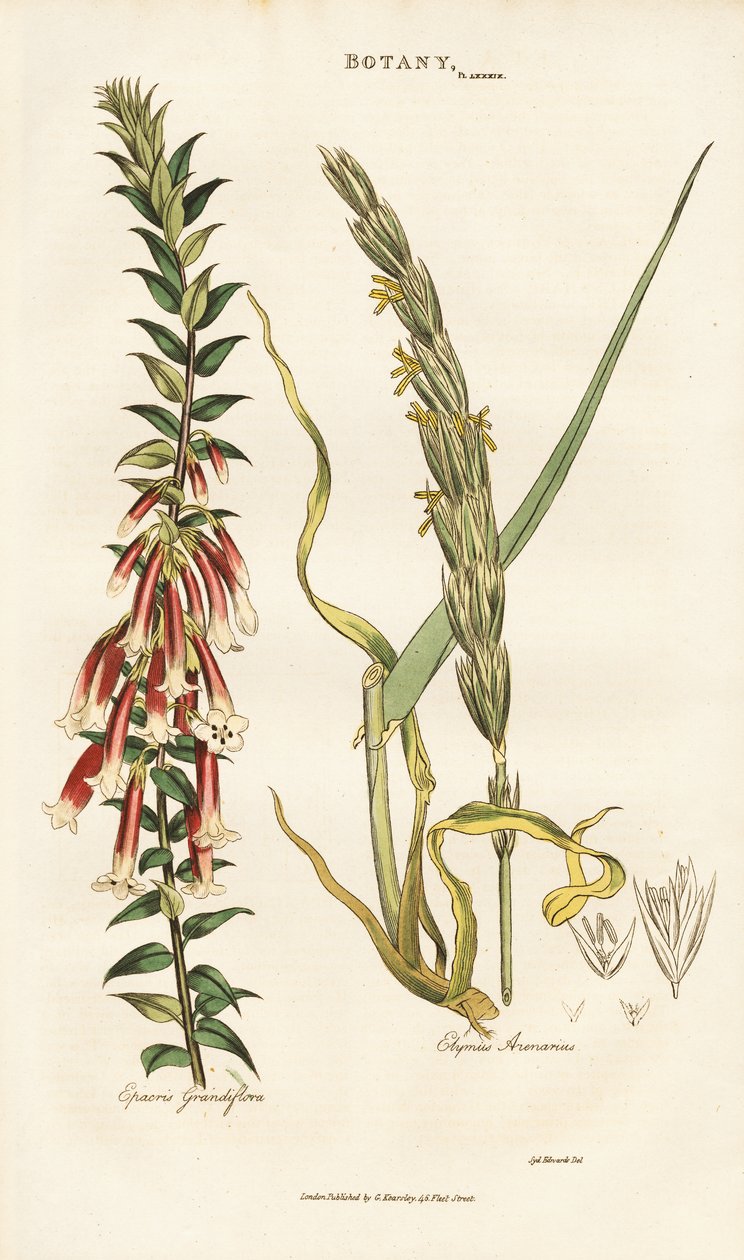 Epacris a fiore grande ed erba di Lyme da Sydenham Teast Edwards
