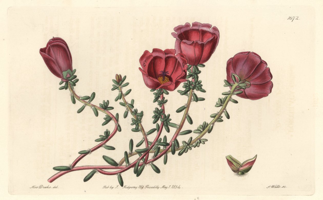 Portulaca a grandi fiori o cavaliere delle undici ore, nativa del Cile da Sydenham Teast Edwards