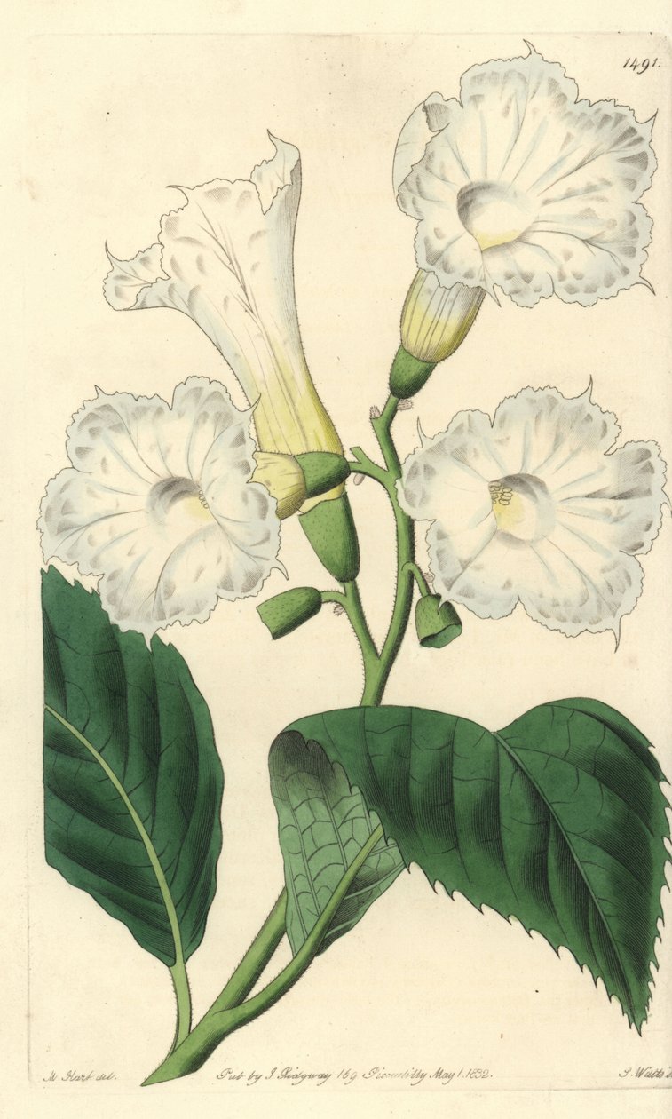 Cordia grandiflora da Sydenham Teast Edwards