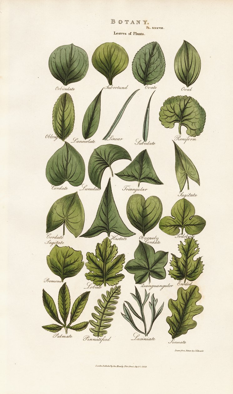 Le forme delle foglie nella morfologia botanica da Sydenham Teast Edwards