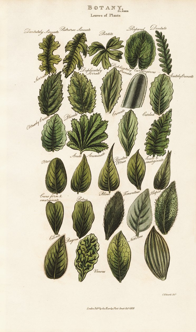 Margini e strutture fogliari nella morfologia botanica da Sydenham Teast Edwards