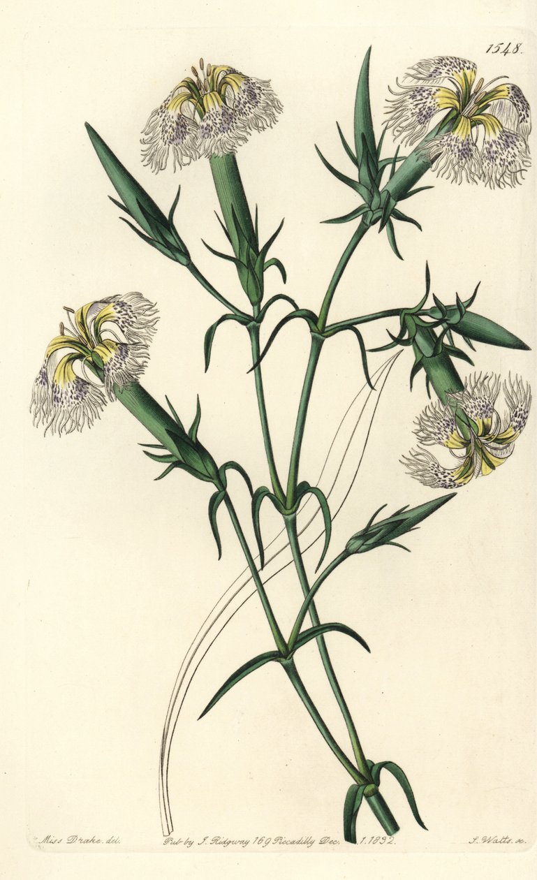Garofano del Libano (specie in pericolo) - Dianthus libanotis. Specie in pericolo. Incisione a mano colorata a rame di S. Watts da un