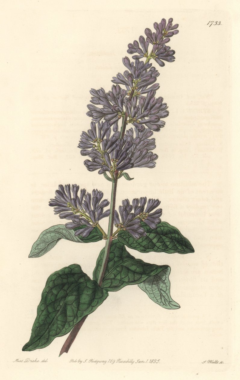 Lillà d