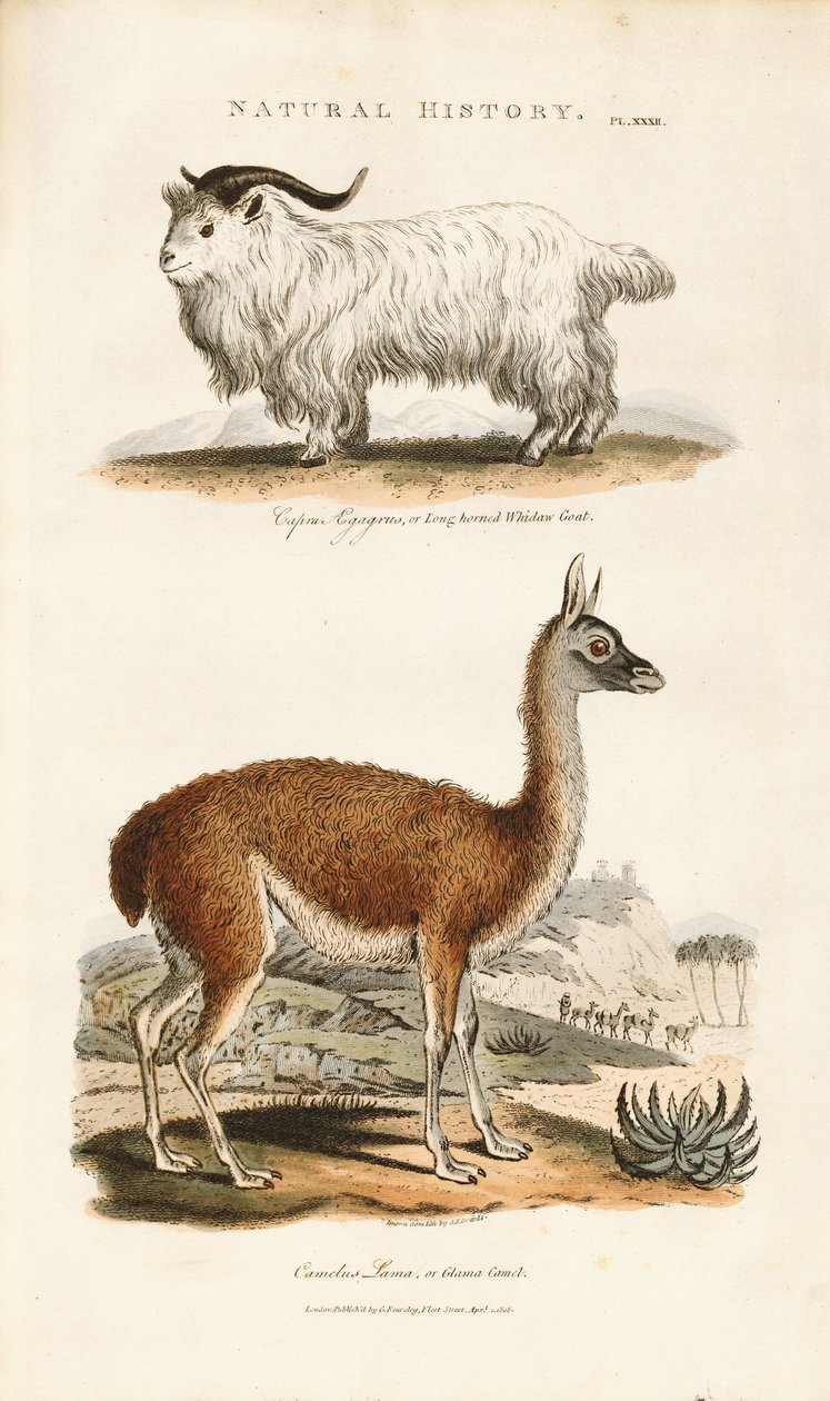 Capra e lama dalle lunghe corna da Sydenham Teast Edwards