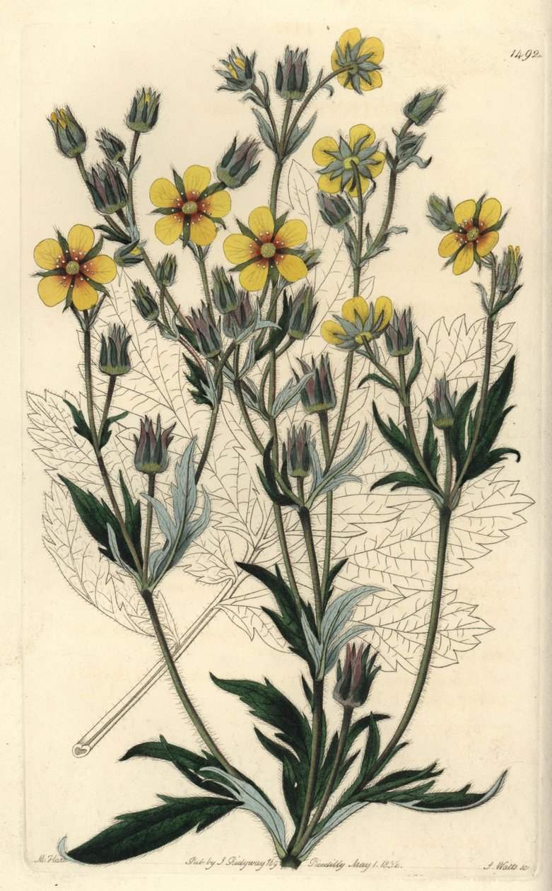 Varietà di potentilla a foglie lunghe - Potentilla longifolia da Sydenham Teast Edwards