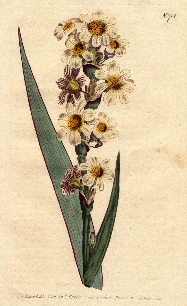 Marica striata da Sydenham Teast Edwards