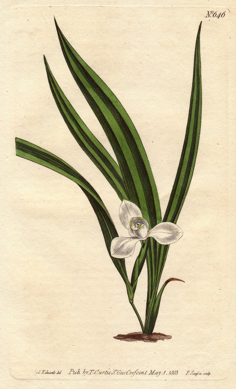 Marica paludosa da Sydenham Teast Edwards