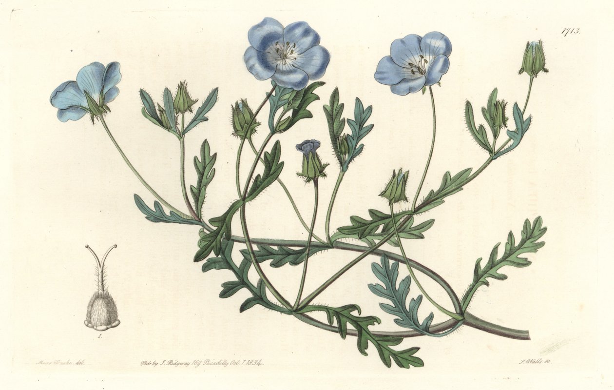 Namophile maculee, originaria della California - Acquaforte di S. Watts da un