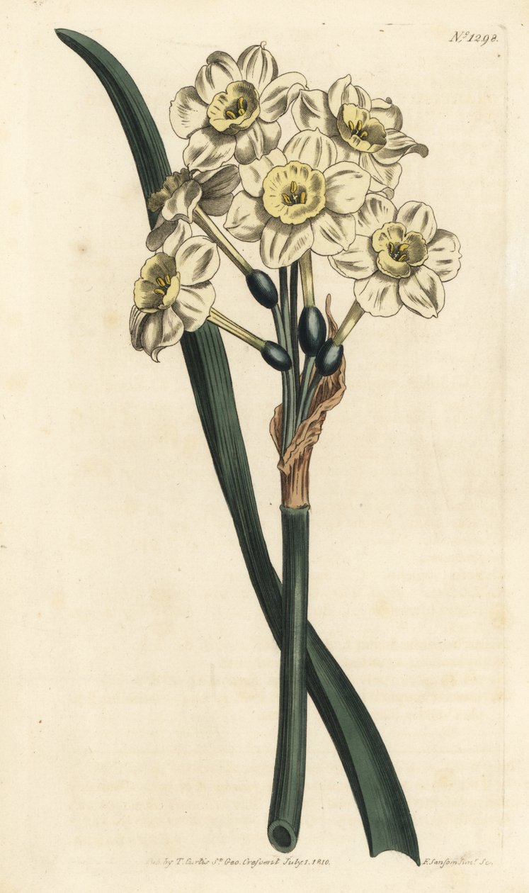 Narciso a bouquet - Narciso a fiori a grappolo, Narcissus tazetta (Narciso da giardino a coppa pallida; Narcissus orientalis) - Incisione a mano colorata a rame di F. Sansom Jr. da un