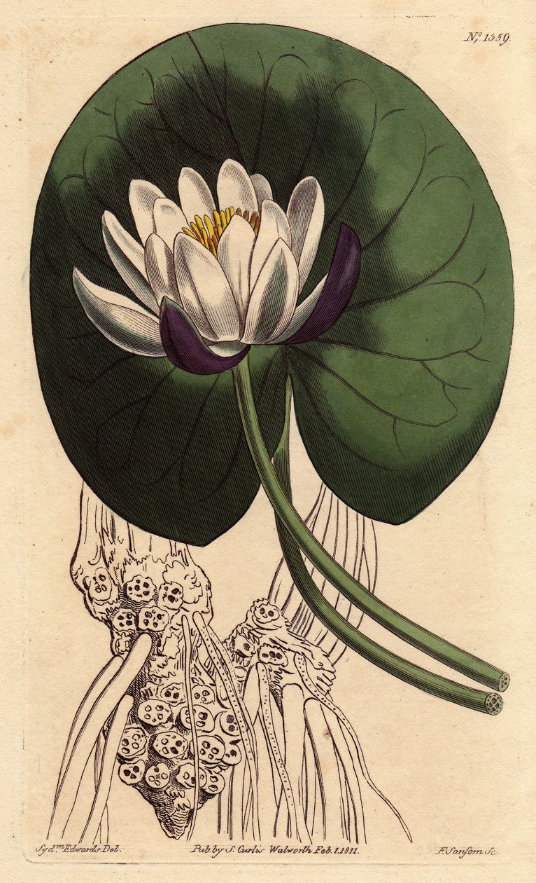 Ninfea con grande fiore bianco davanti alla sua foglia rotonda da Sydenham Teast Edwards