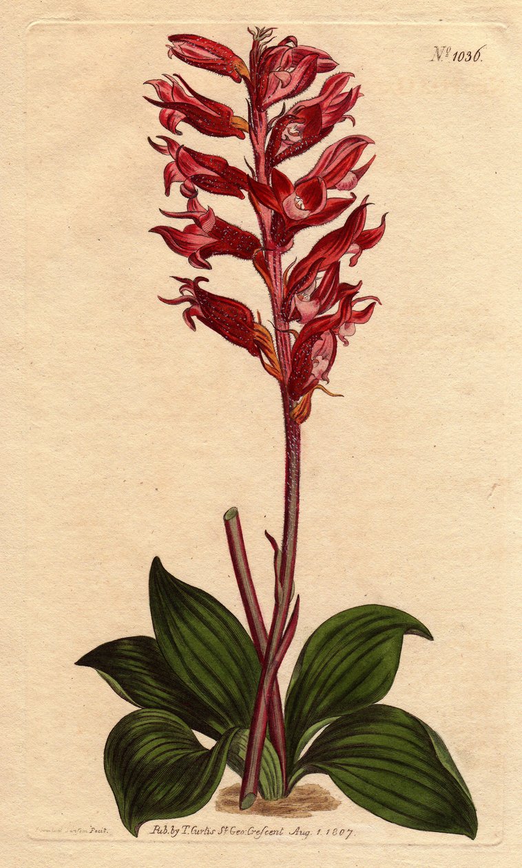 Orchidea Neottie con fiore ghiacciato, colore rosa e cremisi, nativa della Giamaica (incisione a mano colorata di Sydenham Edwards) da Sydenham Teast Edwards