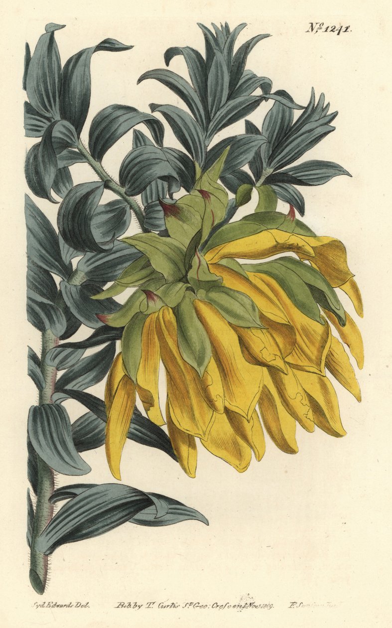 Dalia di montagna arancione, Liparia splendens da Sydenham Teast Edwards