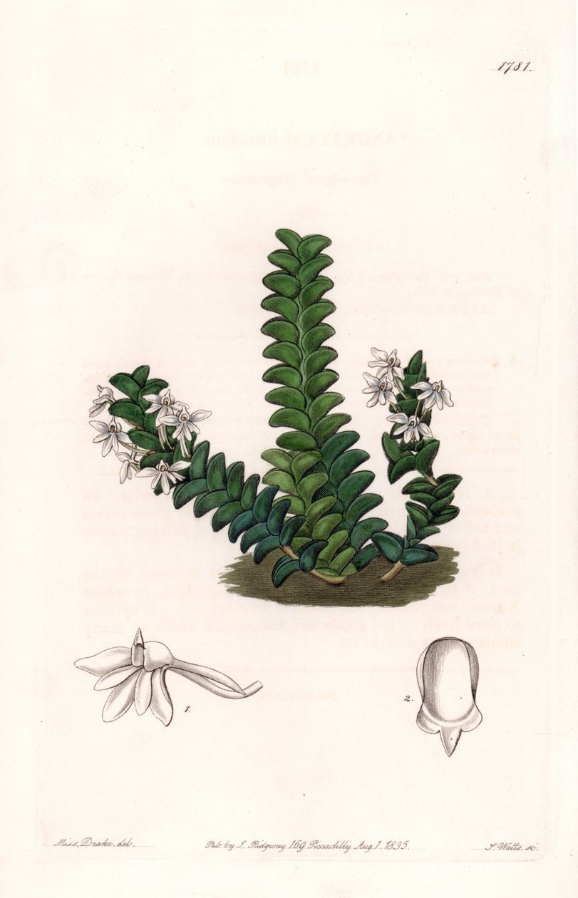 Orchidea: varietà di Angraecum, nativa dell
