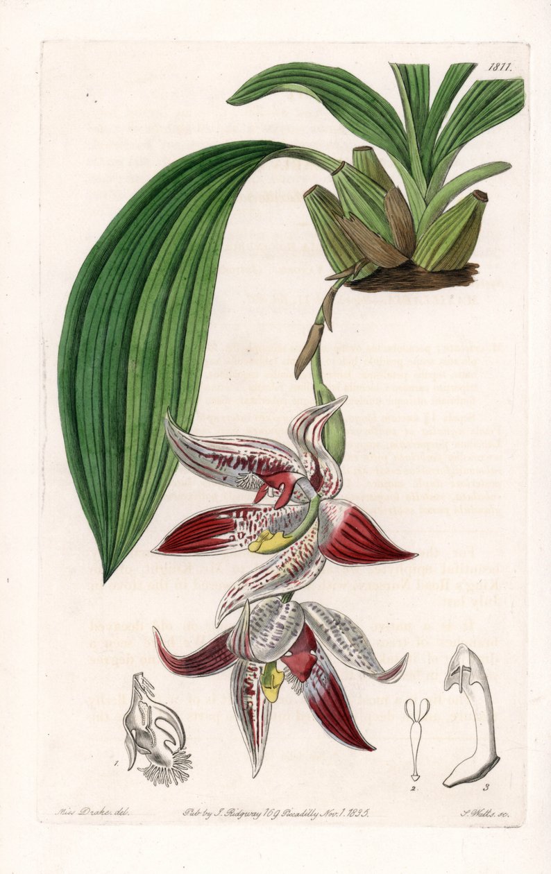 Orchidea: Paphinia cristata, originaria dell