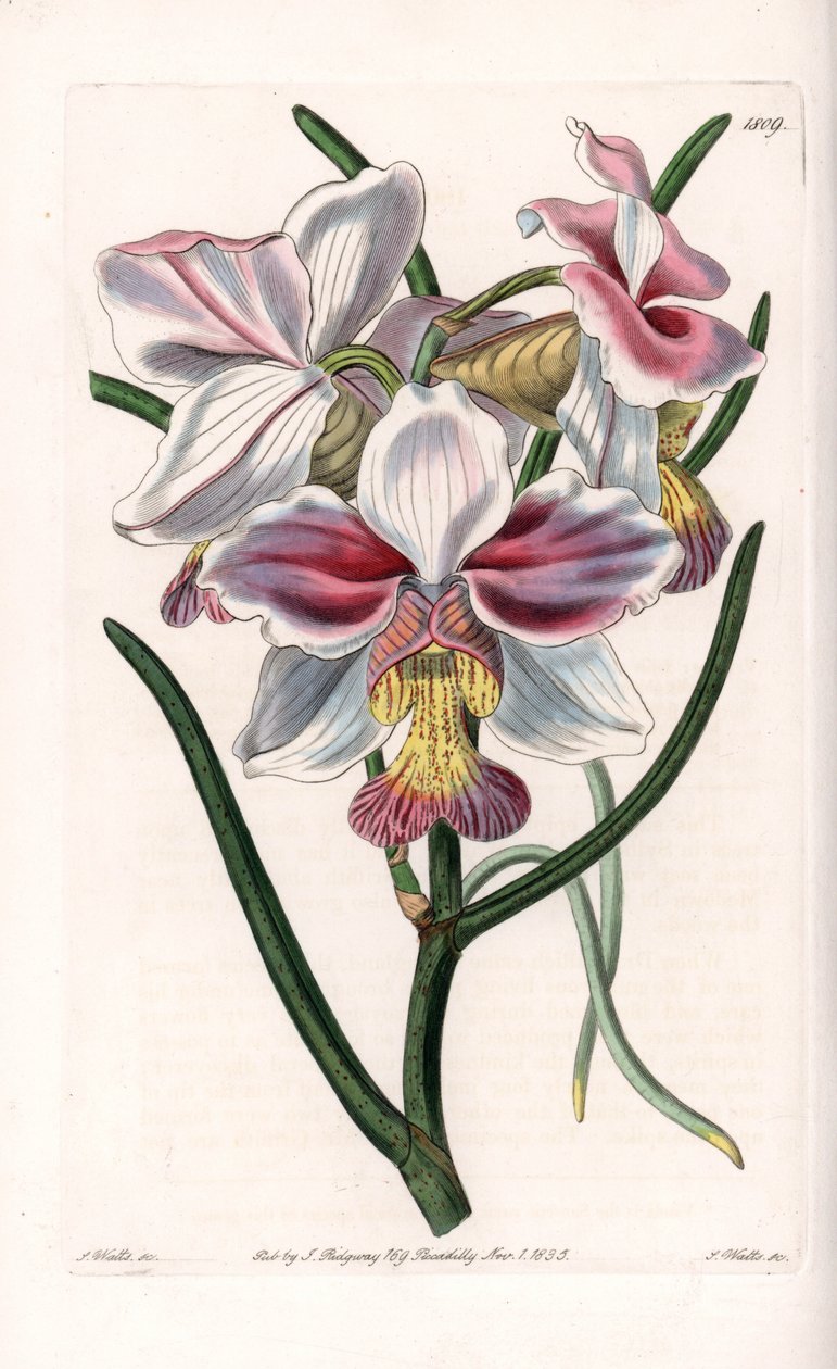 Orchidea: varietà di Vanda, specie epifita dell