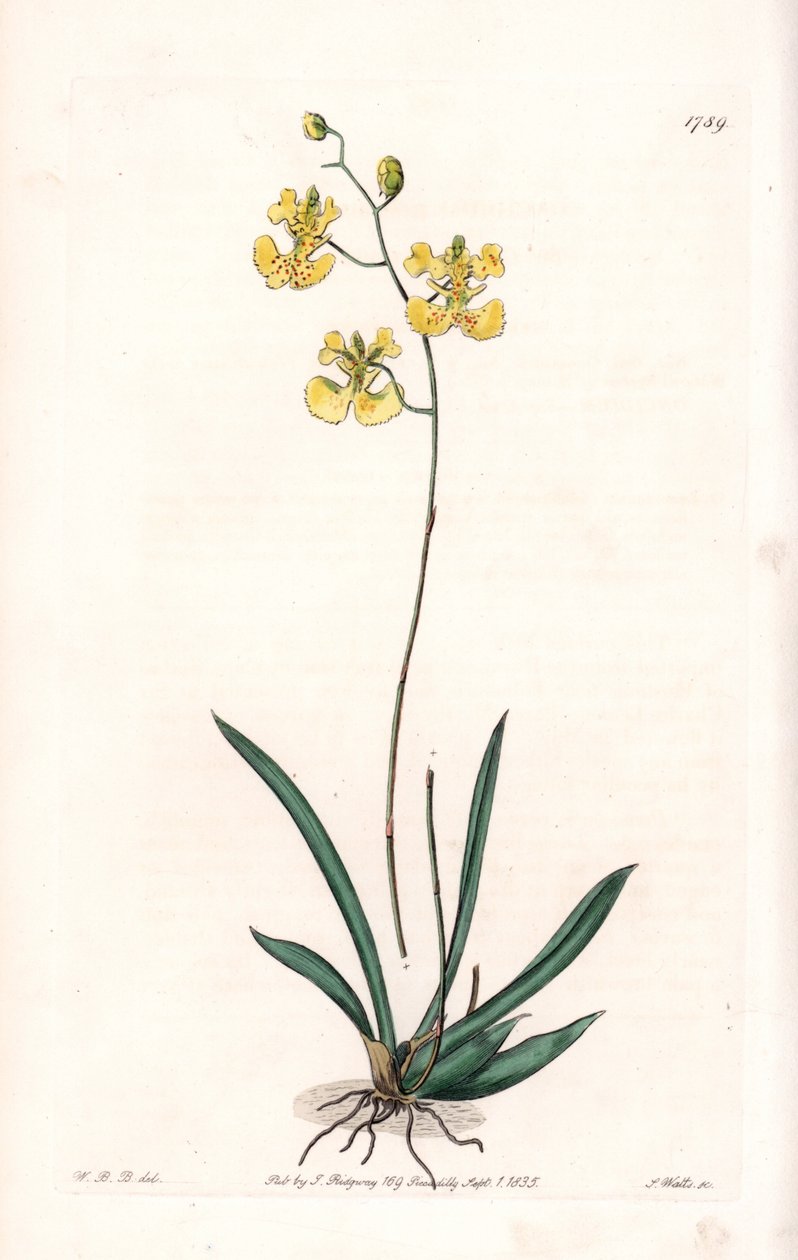 Orchidea: varietà Tolumnia guianensis, endemica di Haiti e Santo Domingo da Sydenham Teast Edwards
