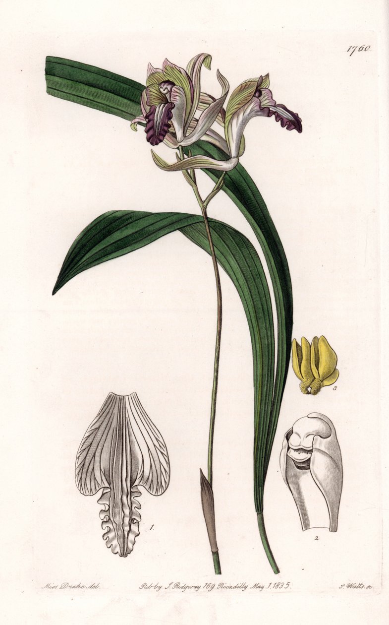 Orchidea: varietà di Bletia d