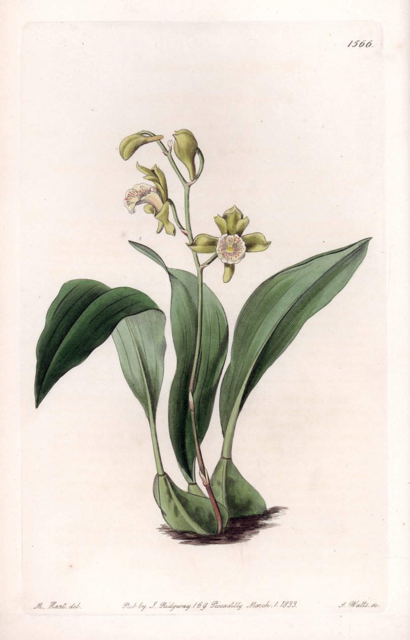 Orchidea: mascella a grappoli da Sydenham Teast Edwards