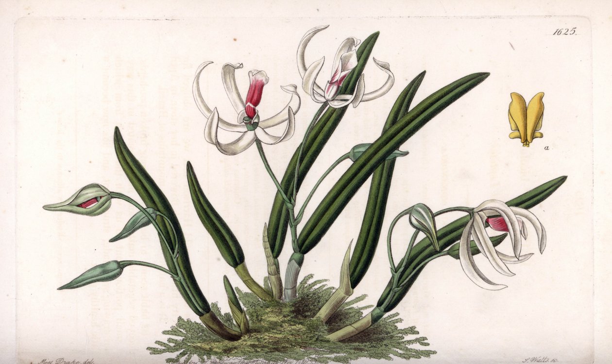 Orchidea: varietà miniatura di leptotes (incisione di S.Watts, illustrazione di Sarah Anne Drake, dal Botanical Register di Sydenham Edwards) da Sydenham Teast Edwards