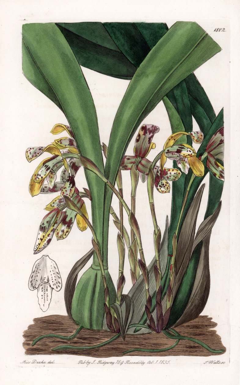 Orchidea: varietà di Maxillaria, nativa del Sud America da Sydenham Teast Edwards