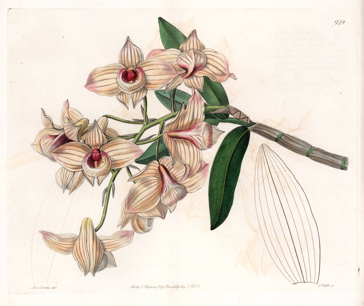 Orchidea: varietà di Dendrobium da Sydenham Teast Edwards