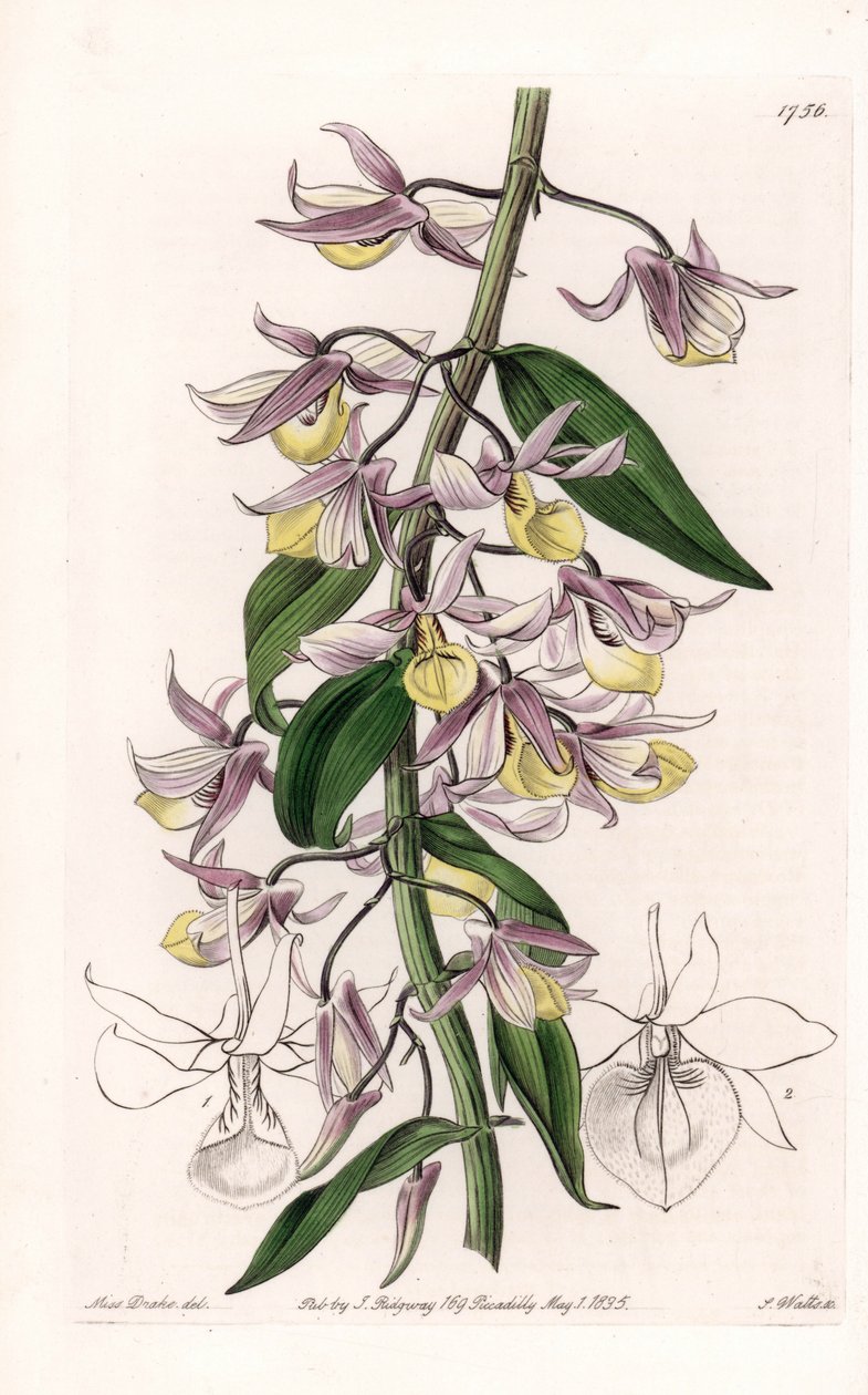 Orchidea: varietà di Dendrobium, nativa dell