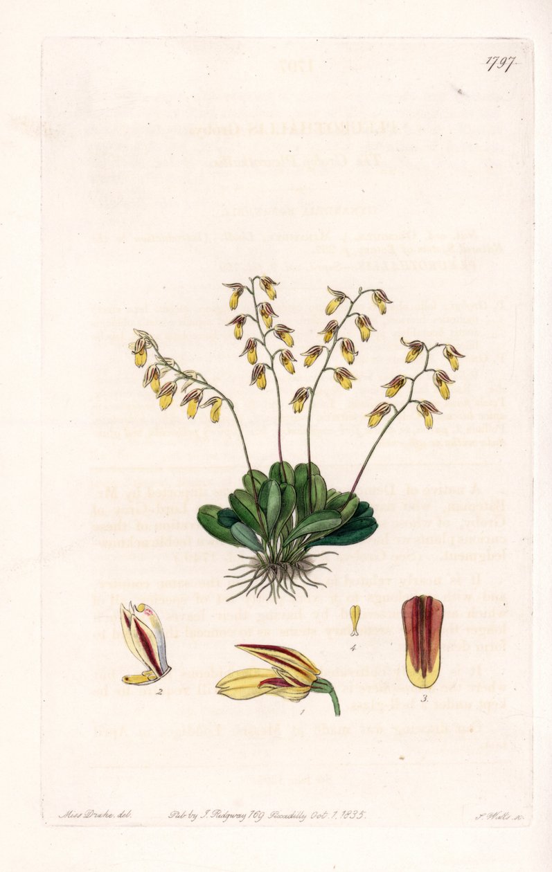 Orchidea: varietà di epidendro da Sydenham Teast Edwards