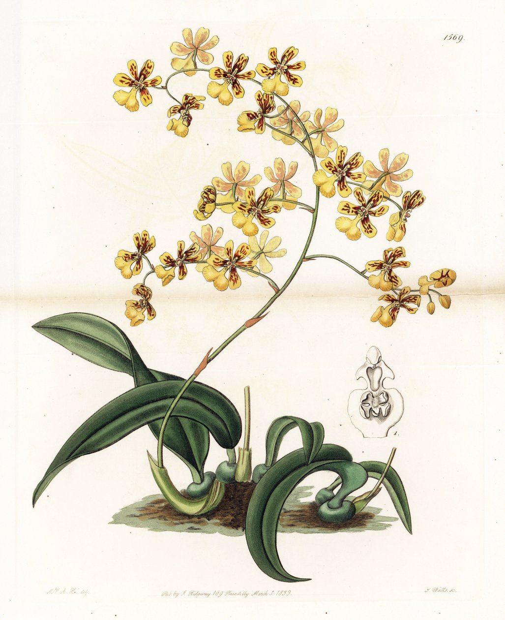 Orchidea: varietà di oncidium epifitico del Brasile da Sydenham Teast Edwards