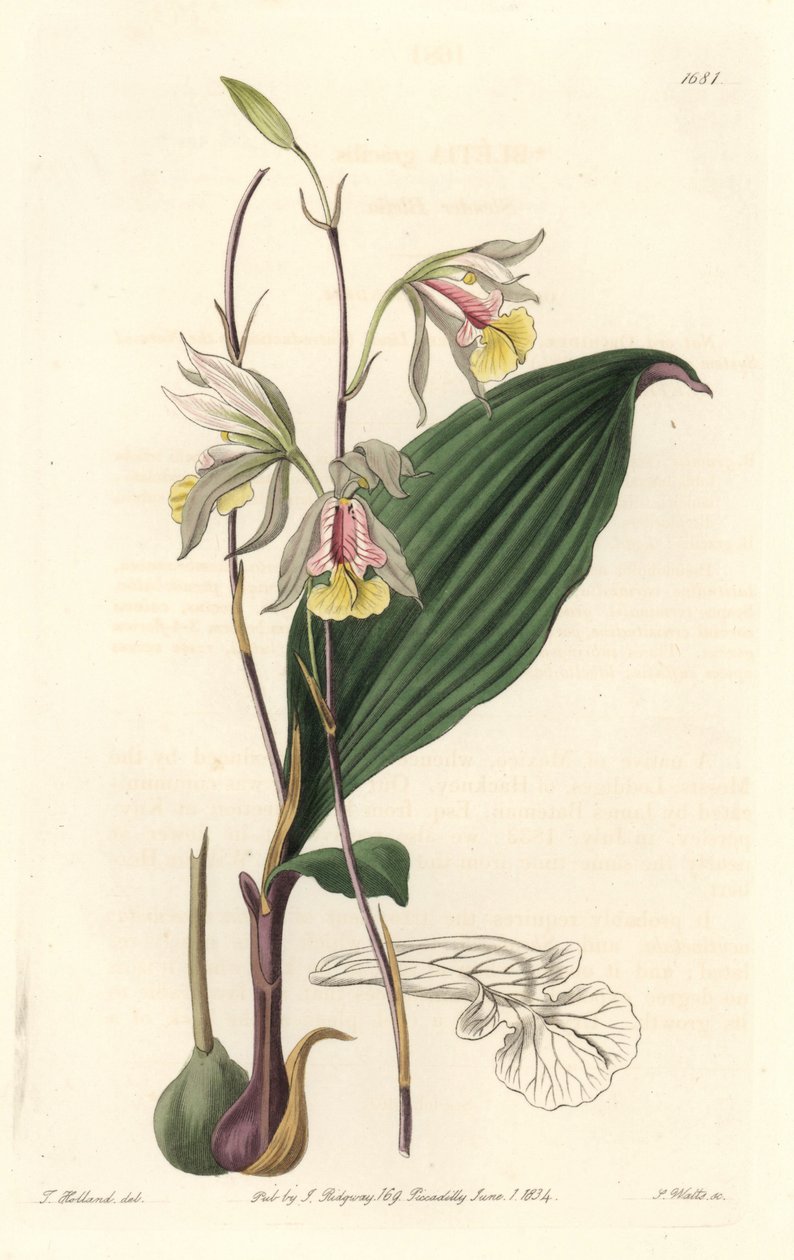 Orchidea, Bletia americana da Sydenham Teast Edwards