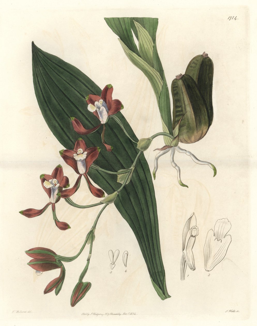 Orchidea Batemannia, originaria della Guyana - Acquaforte di S. Watts da un