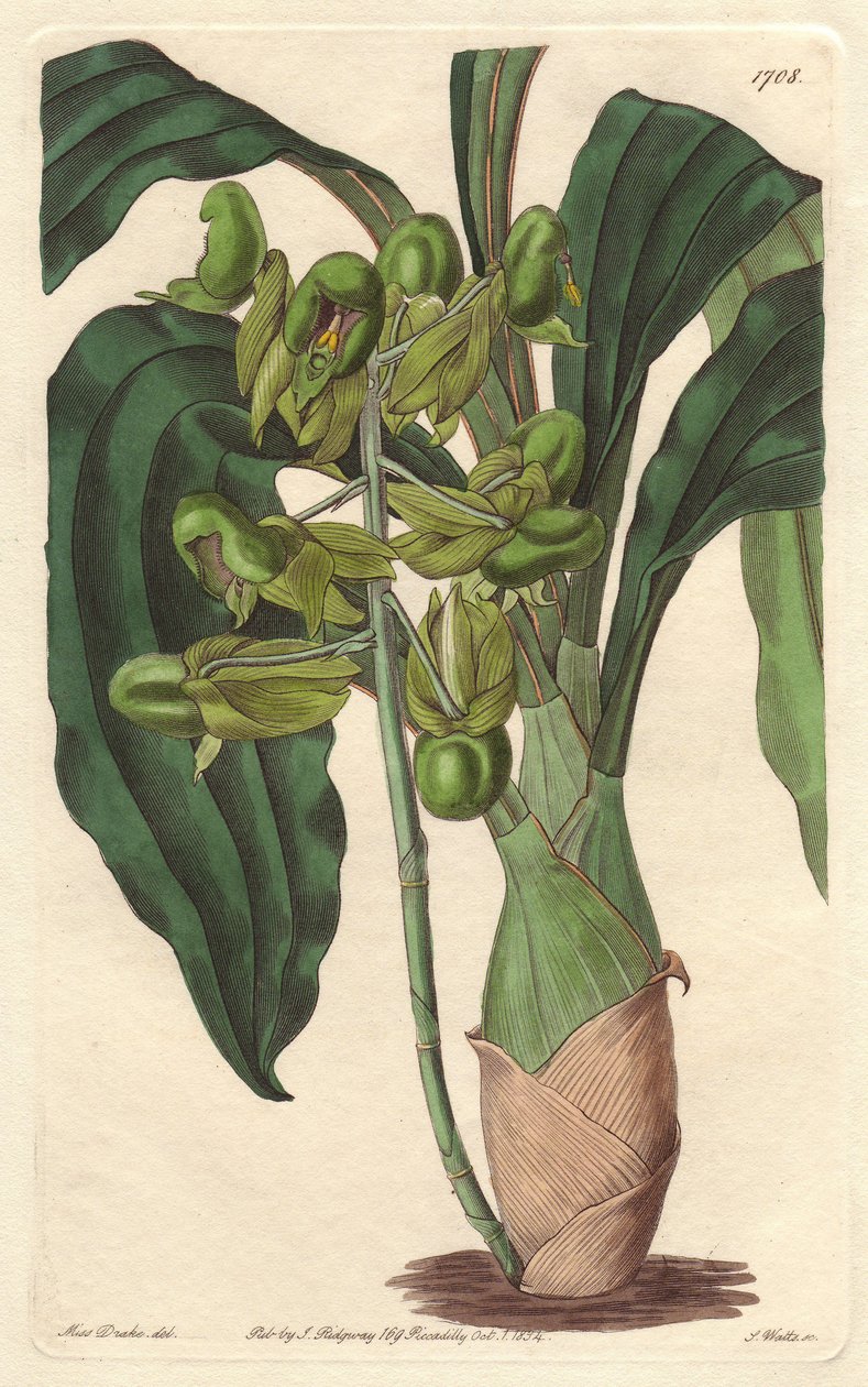 Orchidea Catasetum, nativa del Brasile da Sydenham Teast Edwards