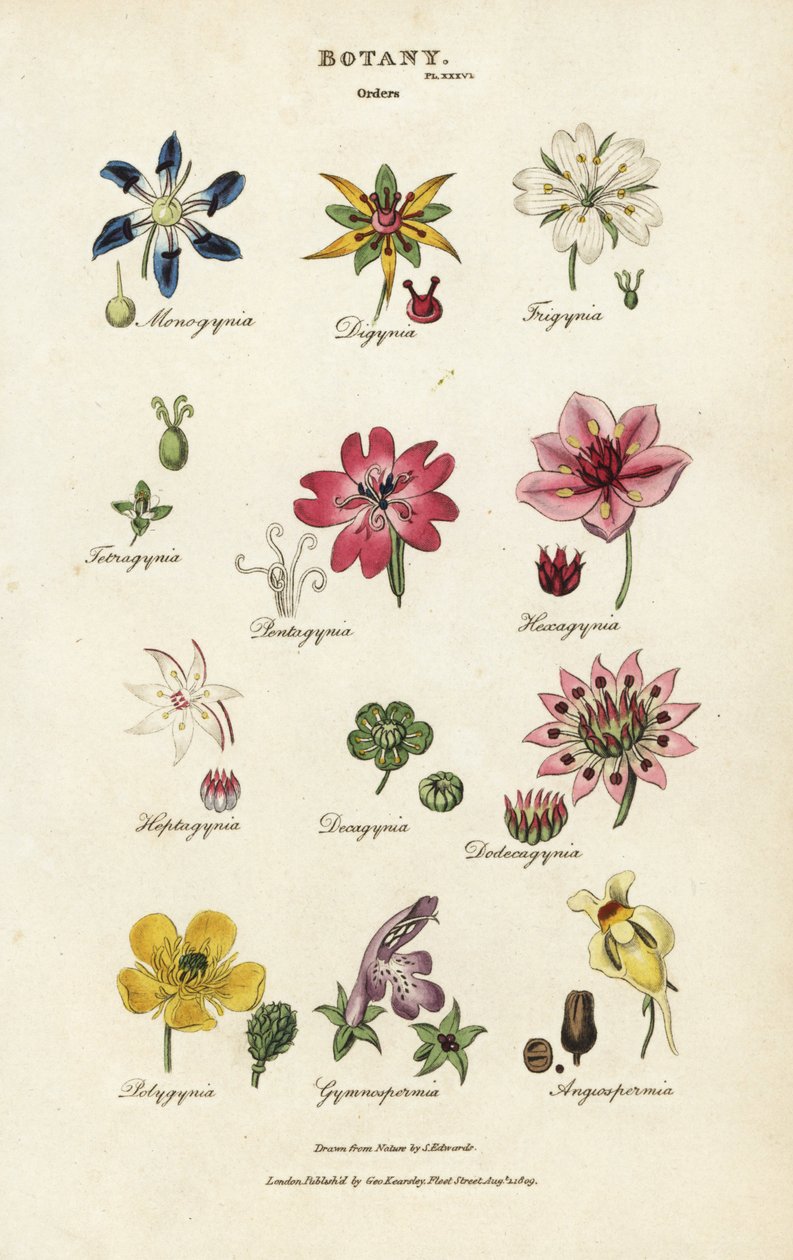 Ordini di fiori: Monogynia, Digynia, Trigynia, Pentagynia, ecc. da Sydenham Teast Edwards