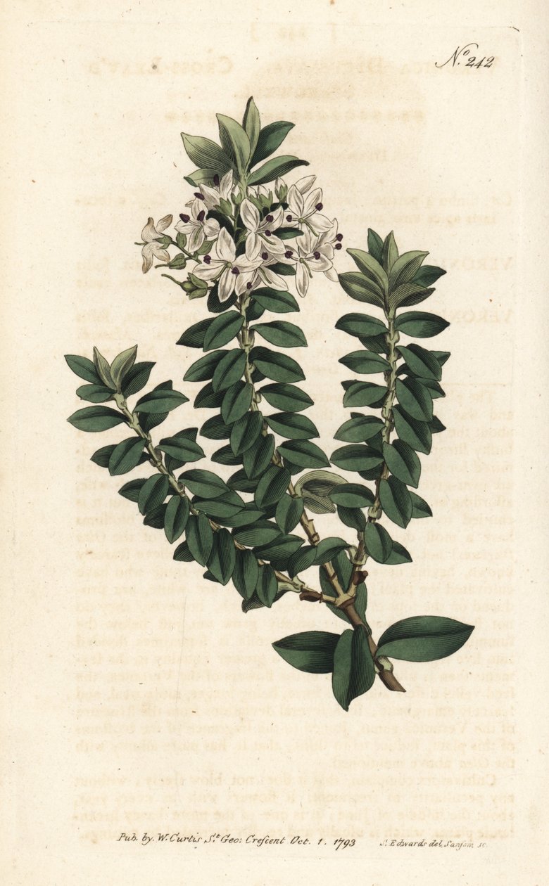 Myrtle di Ouessant o Veronica ellittica - Veronica decussata. Incisione a mano colorata a rame di Sansom da un