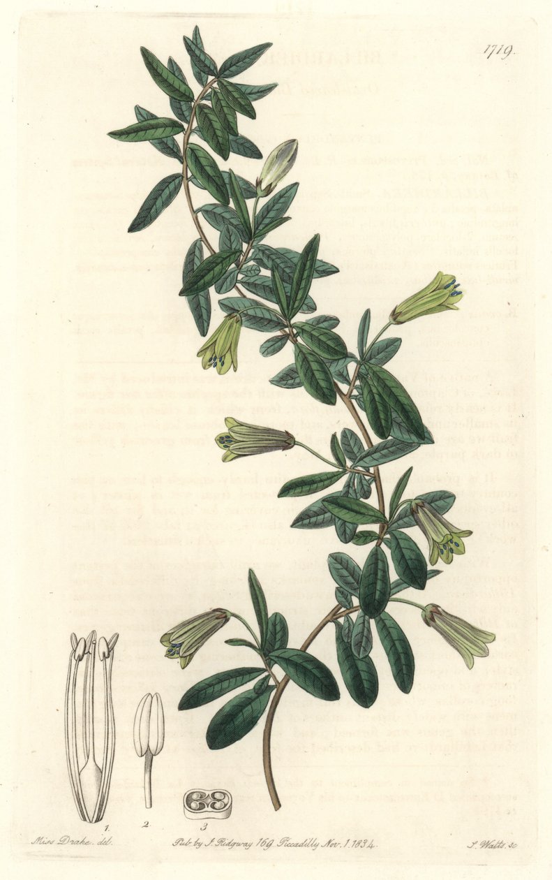 Billardiera a foglie ovali, nativa della Tasmania (Australia) da Sydenham Teast Edwards
