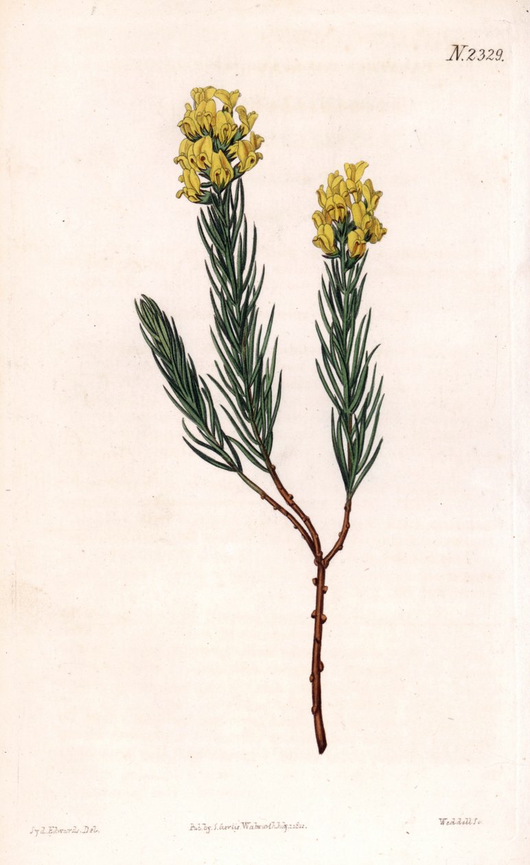 Aspalathus callosa da Sydenham Teast Edwards