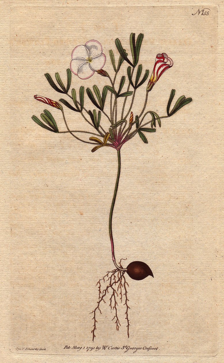 Oxalis (acetosella) con fiori bianchi striati e rosa caramella, nativo dell