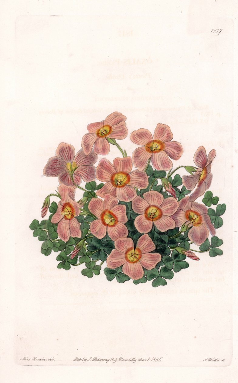 Oxalis Variete da Sydenham Teast Edwards