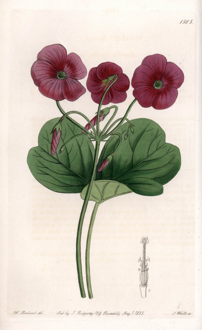 Oxalis de Bowie da Sydenham Teast Edwards