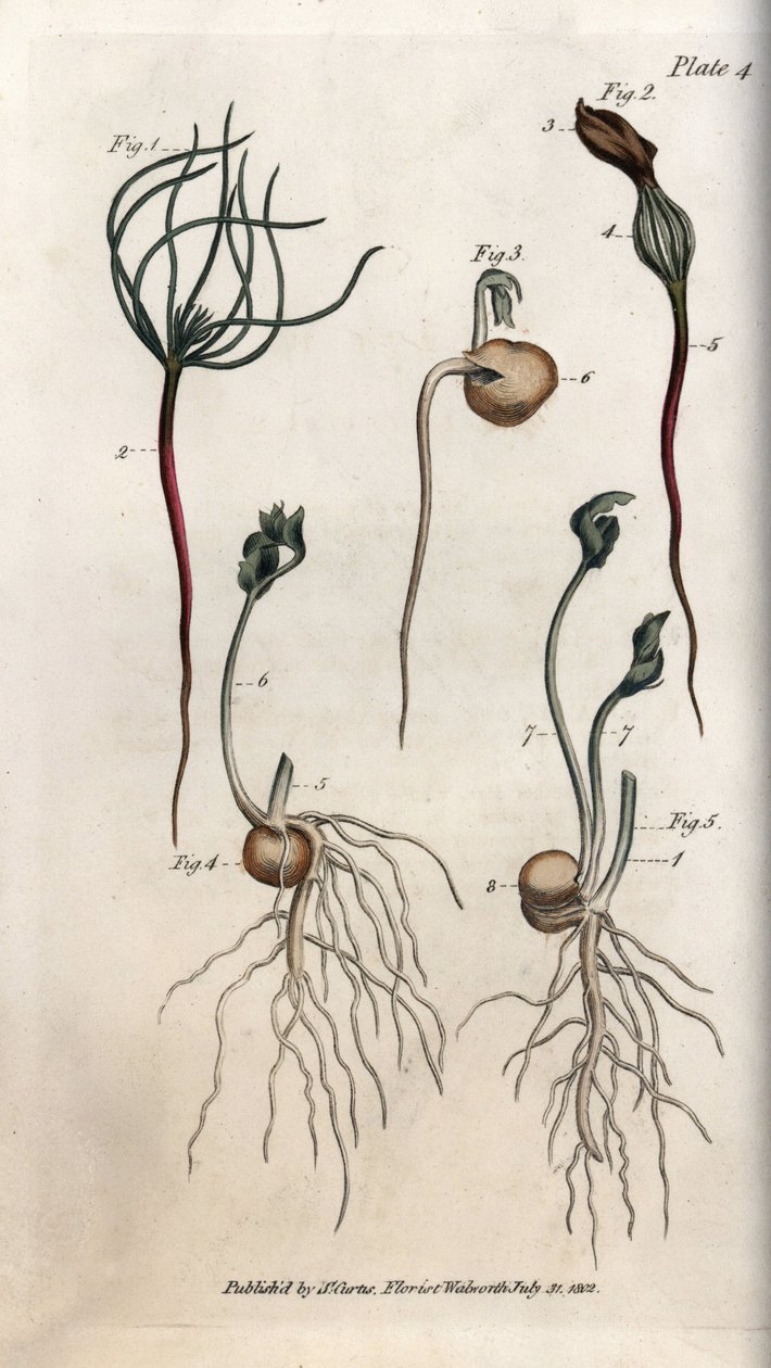 Piselli, seme leguminoso in diverse fasi di germinazione. Incisione a rame colorata, illustrazione di Sydenham Edwards per le Conferenze di Botanica, Giardino Botanico di Lambeth (Inghilterra) da Sydenham Teast Edwards