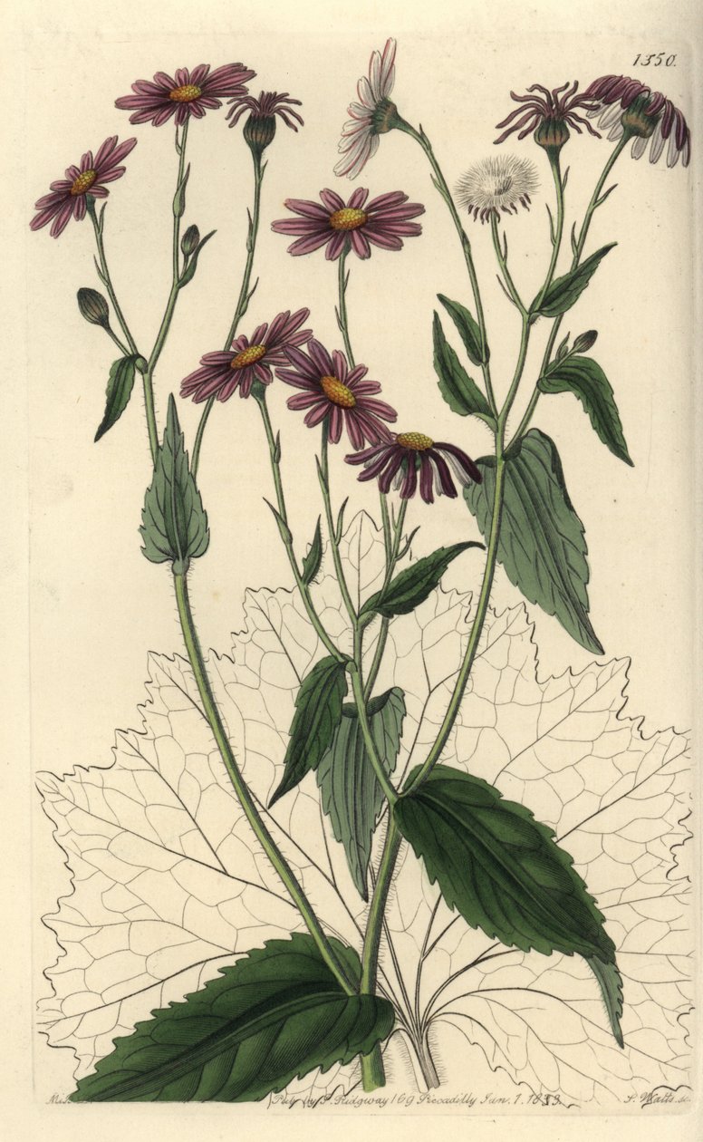 Pericallis tussilaginis (Senecio tussilaginis). Incisione a mano colorata a rame di S. Watts da un