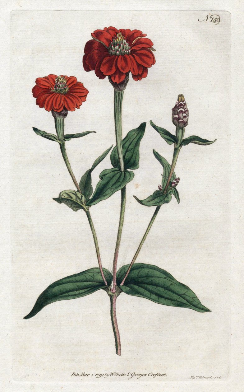 Zinnia peruviana o bresine da Sydenham Teast Edwards