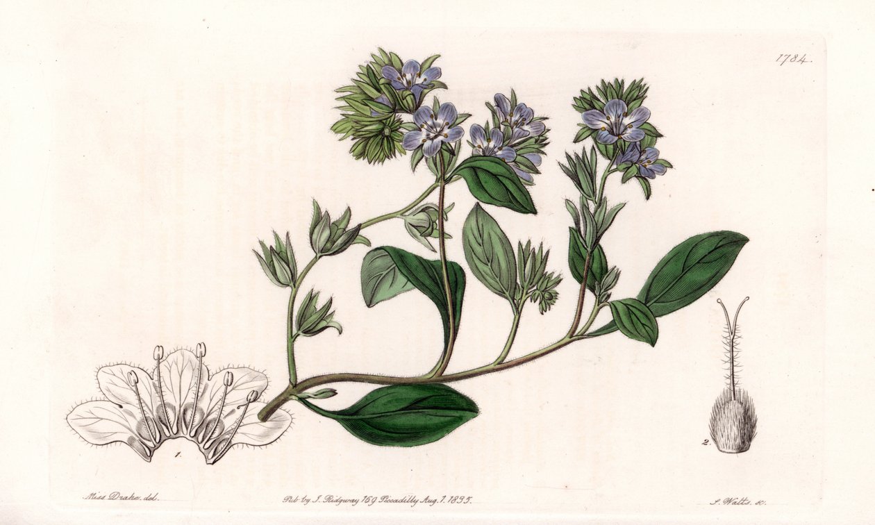 Phacelia, endemica della California - Incisa da S. Watts, da un